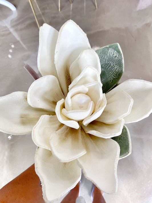 Foam Hen Succulent